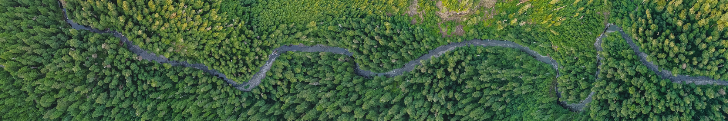 An aerial view of a winding paved road through a dense forest of pine trees